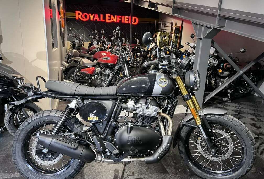 Bear 650 Golden Shadow