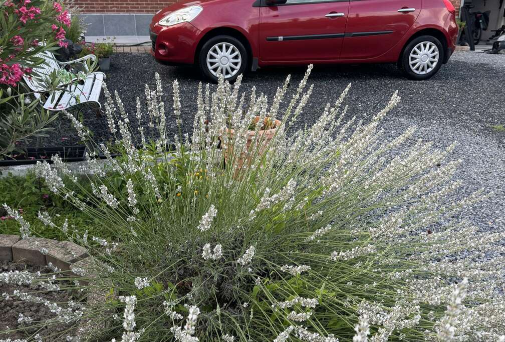 Renault 1.2 TCe Exception