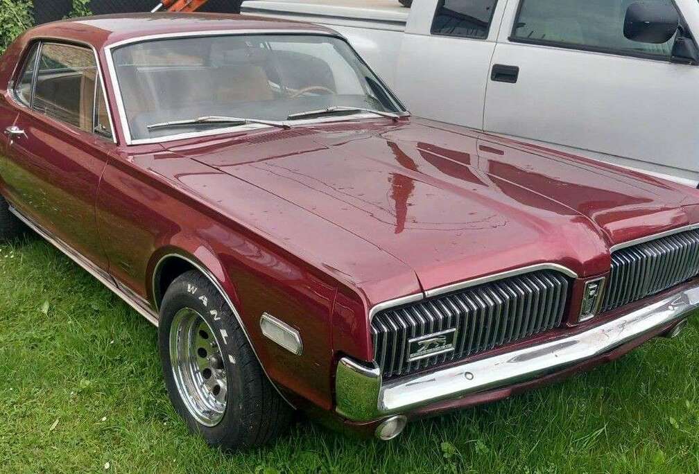 Cougar