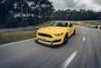 Ford Mustang Shelby GT350R - Cheval de course #5