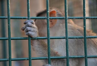 Monkeygate : résultats peu convaincants du test avec les singes ? #1