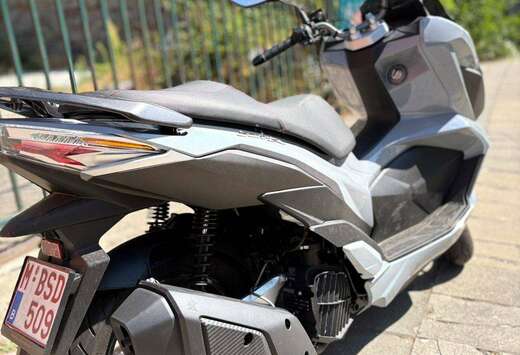 Gris nardo abs