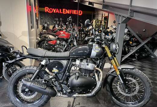 Bear 650 Golden Shadow