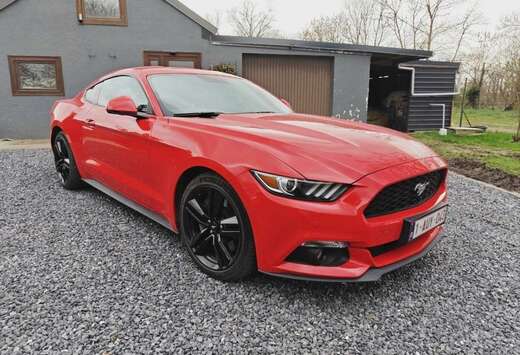 Ford 2.3 - 317cv - RED RACE - carnet ford