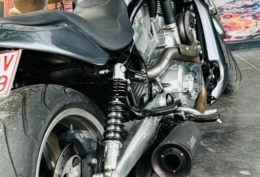 Muscle  / Stage 1