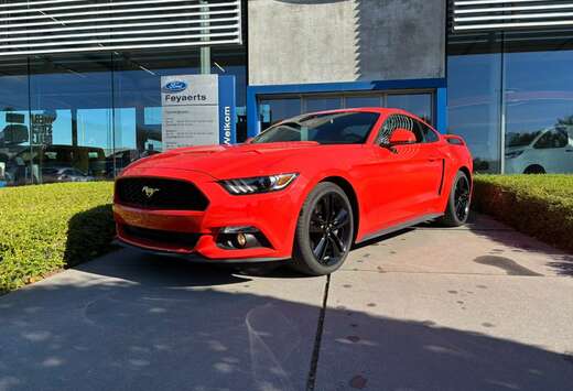 Ford 2.3 EcoBoost Manueel| Shaker | 61.239 km