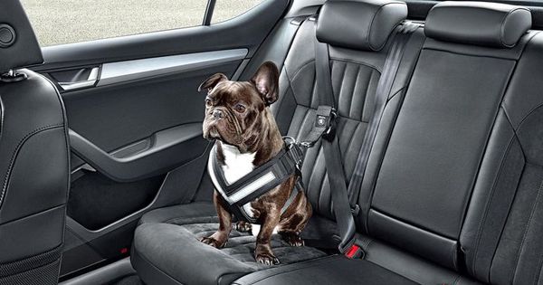 Est-il obligatoire d'attacher son chien en voiture ? 🚗🐾