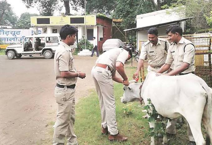 Inde : des vaches fluo pour moins d’accidents #1