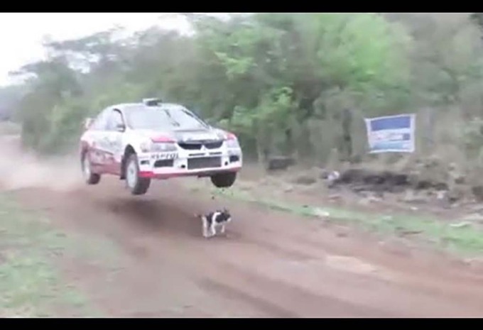 Rallye de Bolivie : Un chien qui a vraiment de la chance #1