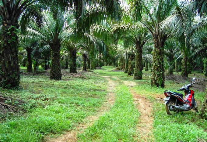 Te veel palmolie in biodiesel #1