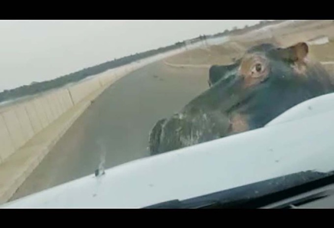 INSOLITE – Un hippopotame charge son pick-up #1
