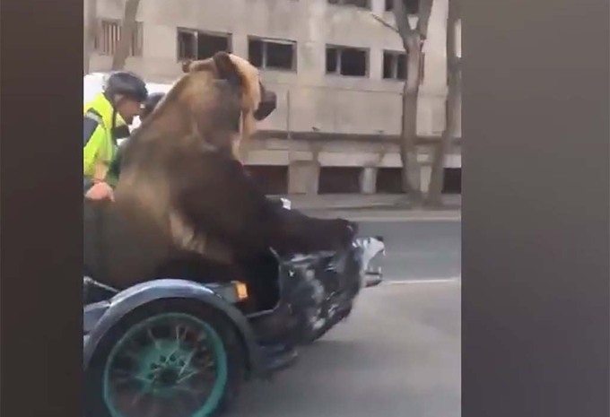 INSOLITE – Il emmène un ours sur son side-car #1